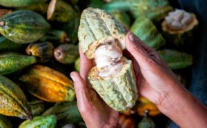 EUROPA CAMBIA LAS REGLAS DEL CACAO